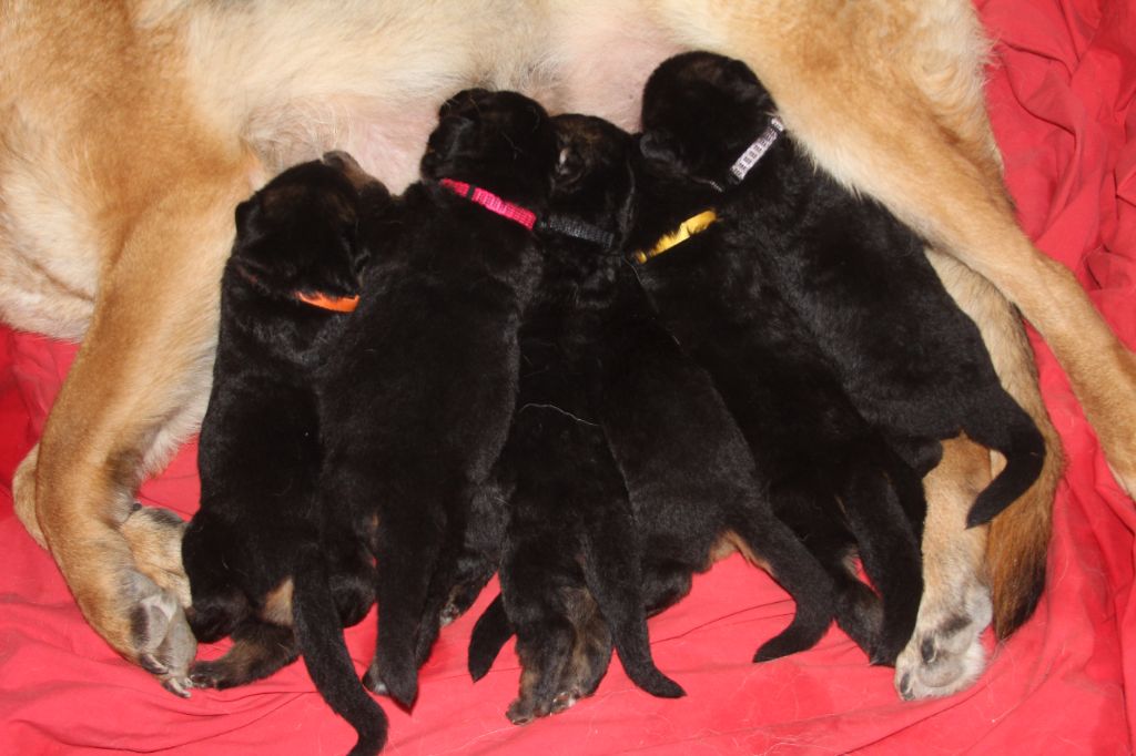 chiot Berger Allemand de l'Atoll de Suffren