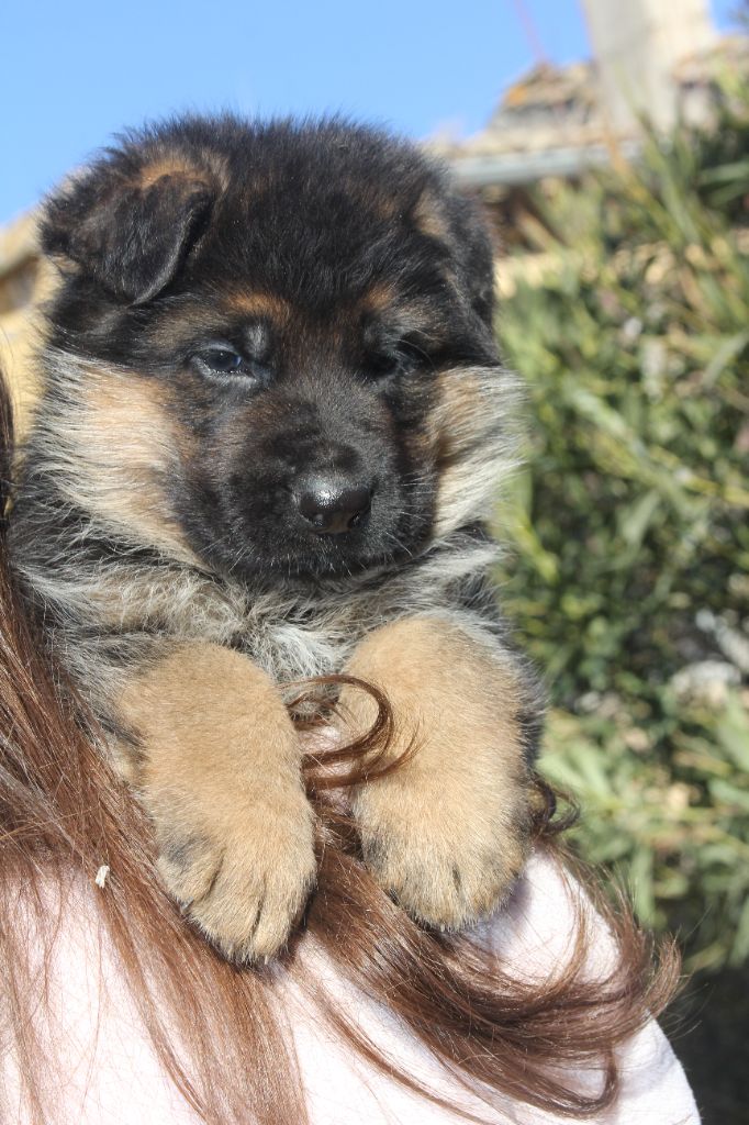 de l'Atoll de Suffren - Chiot disponible  - Berger Allemand