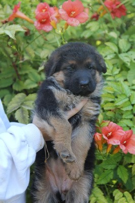 CHIOT collier jaune