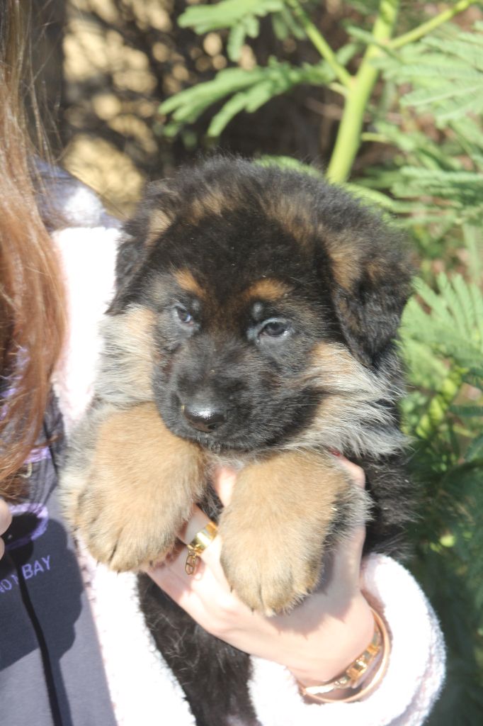 de l'Atoll de Suffren - Chiot disponible  - Berger Allemand