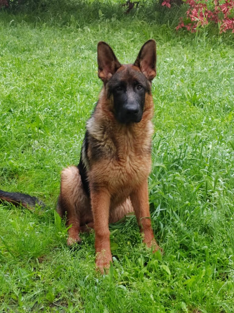 de l'Atoll de Suffren - Chiot disponible  - Berger Allemand