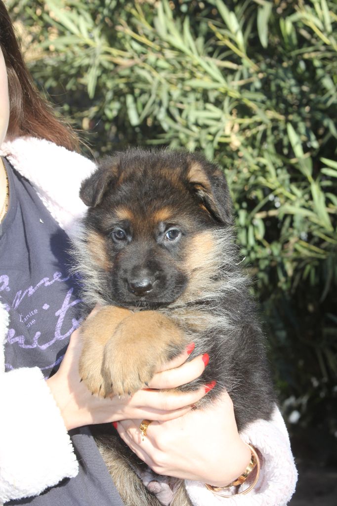 de l'Atoll de Suffren - Chiot disponible  - Berger Allemand