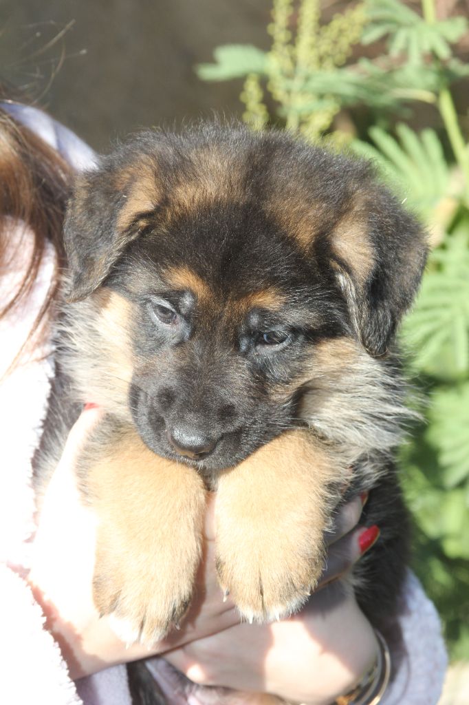 de l'Atoll de Suffren - Chiot disponible  - Berger Allemand