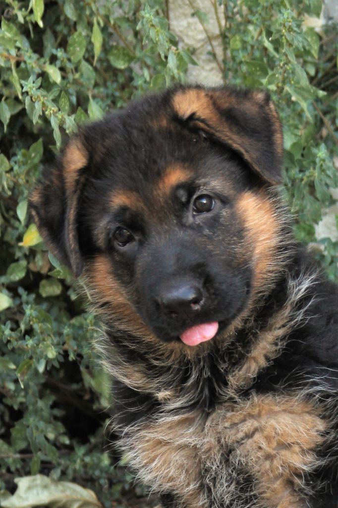 chiot Berger Allemand de l'Atoll de Suffren