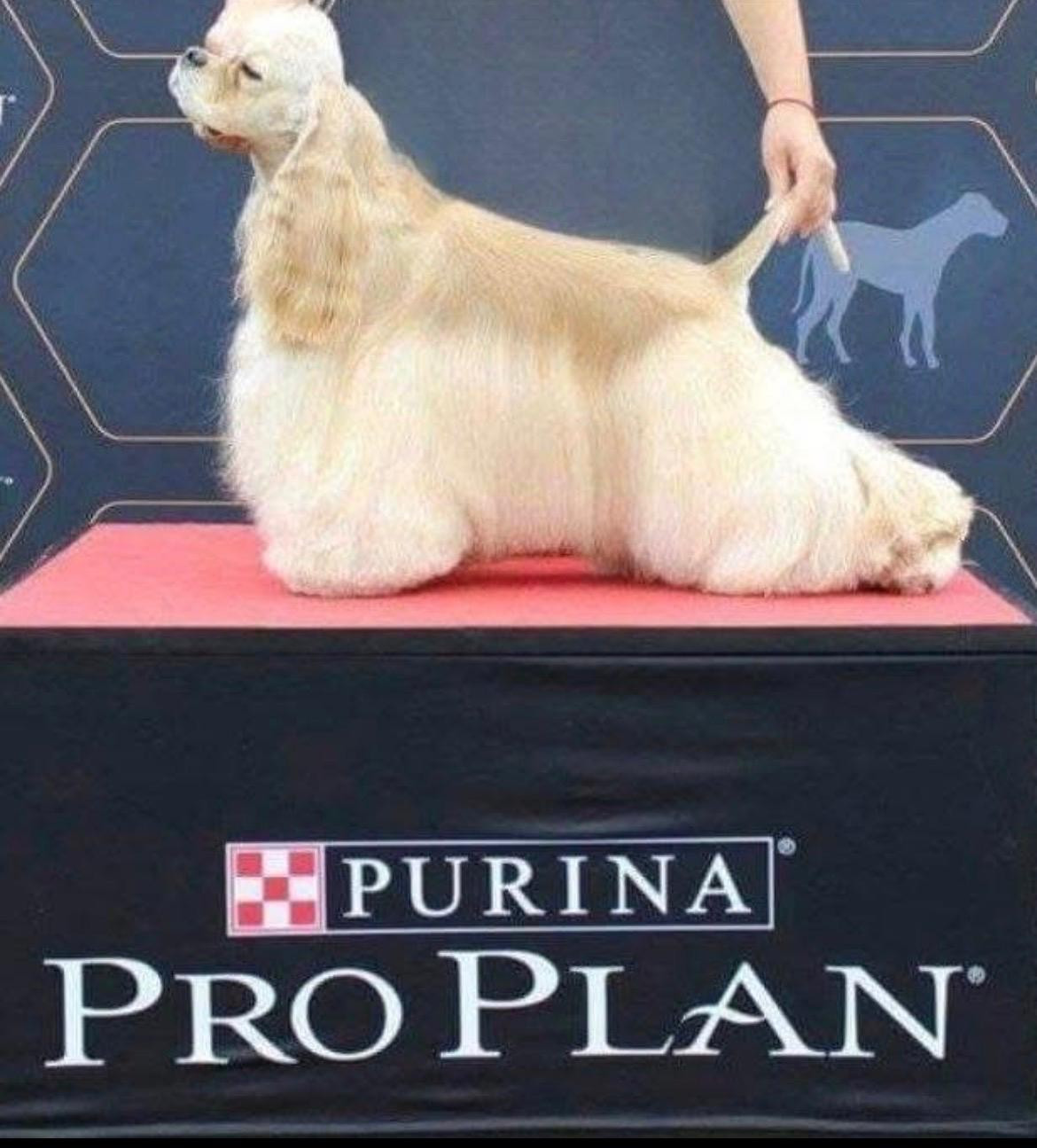 PURPLE RAIN VIGIE Du clos des abysses de provence