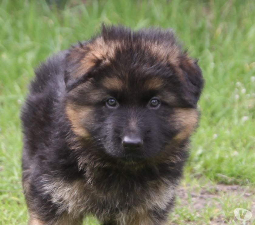 CHIOTS BERGER ALLEMAND POILS LONGS