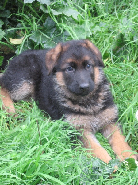 CHIOTS
