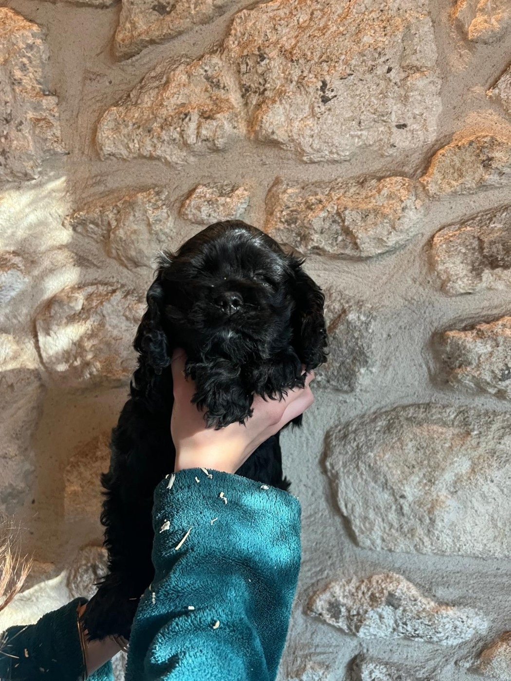 de l'Atoll de Suffren - Chiots disponibles - American Cocker Spaniel