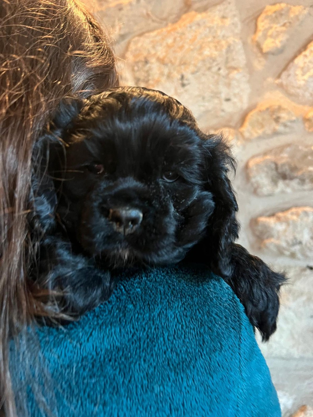 de l'Atoll de Suffren - Chiots disponibles - American Cocker Spaniel