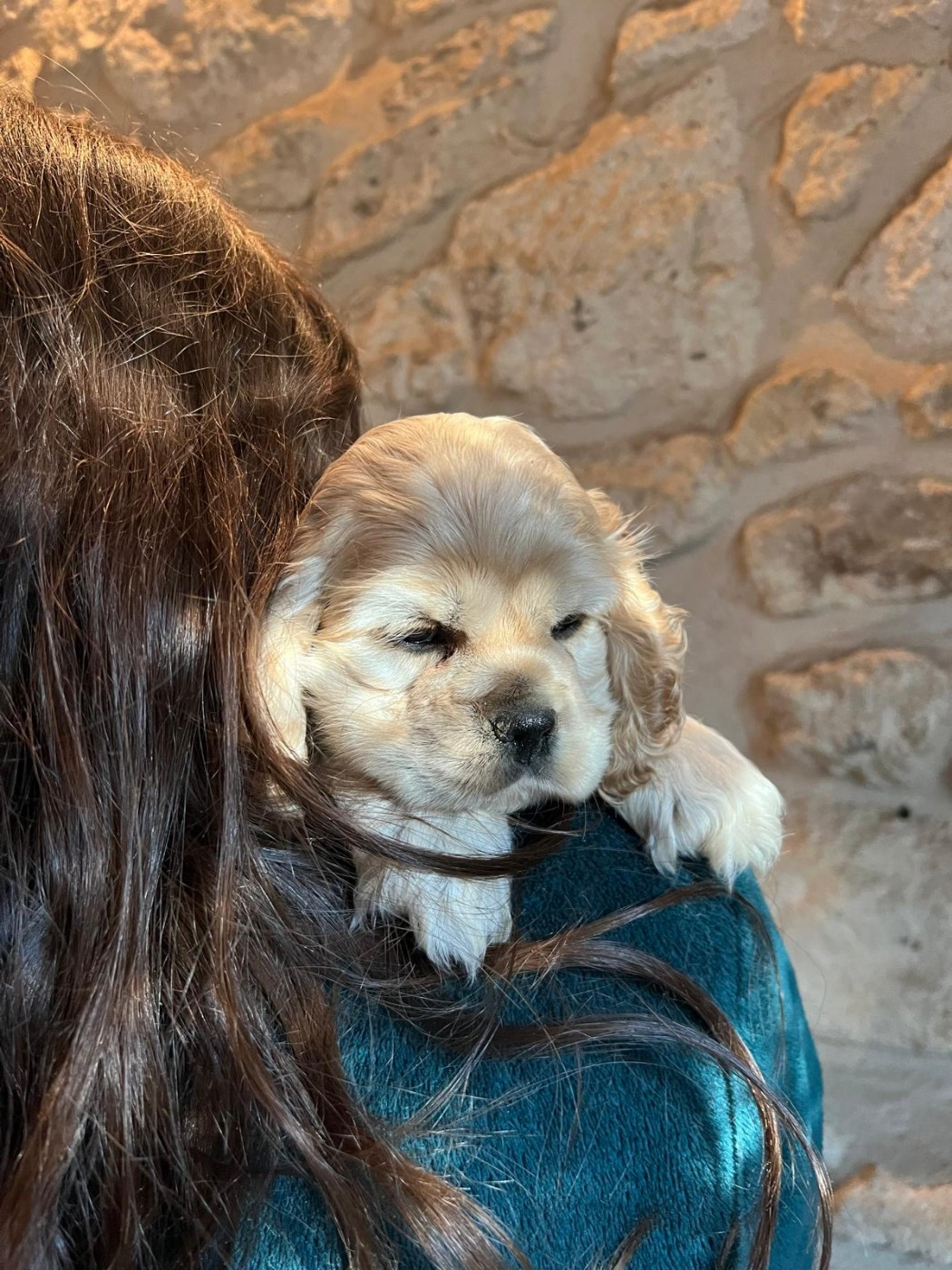 de l'Atoll de Suffren - Chiots disponibles - American Cocker Spaniel