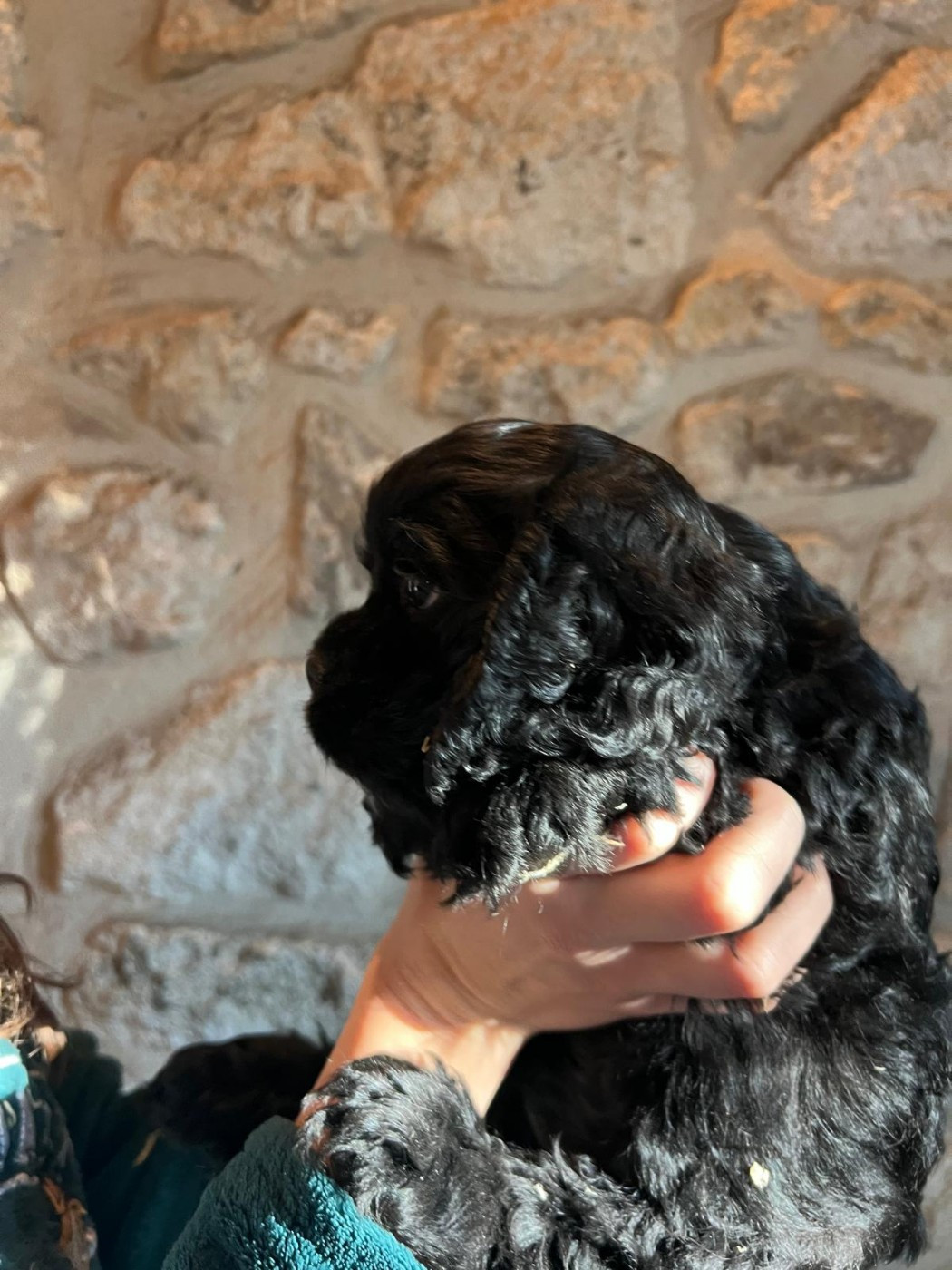 de l'Atoll de Suffren - Chiots disponibles - American Cocker Spaniel