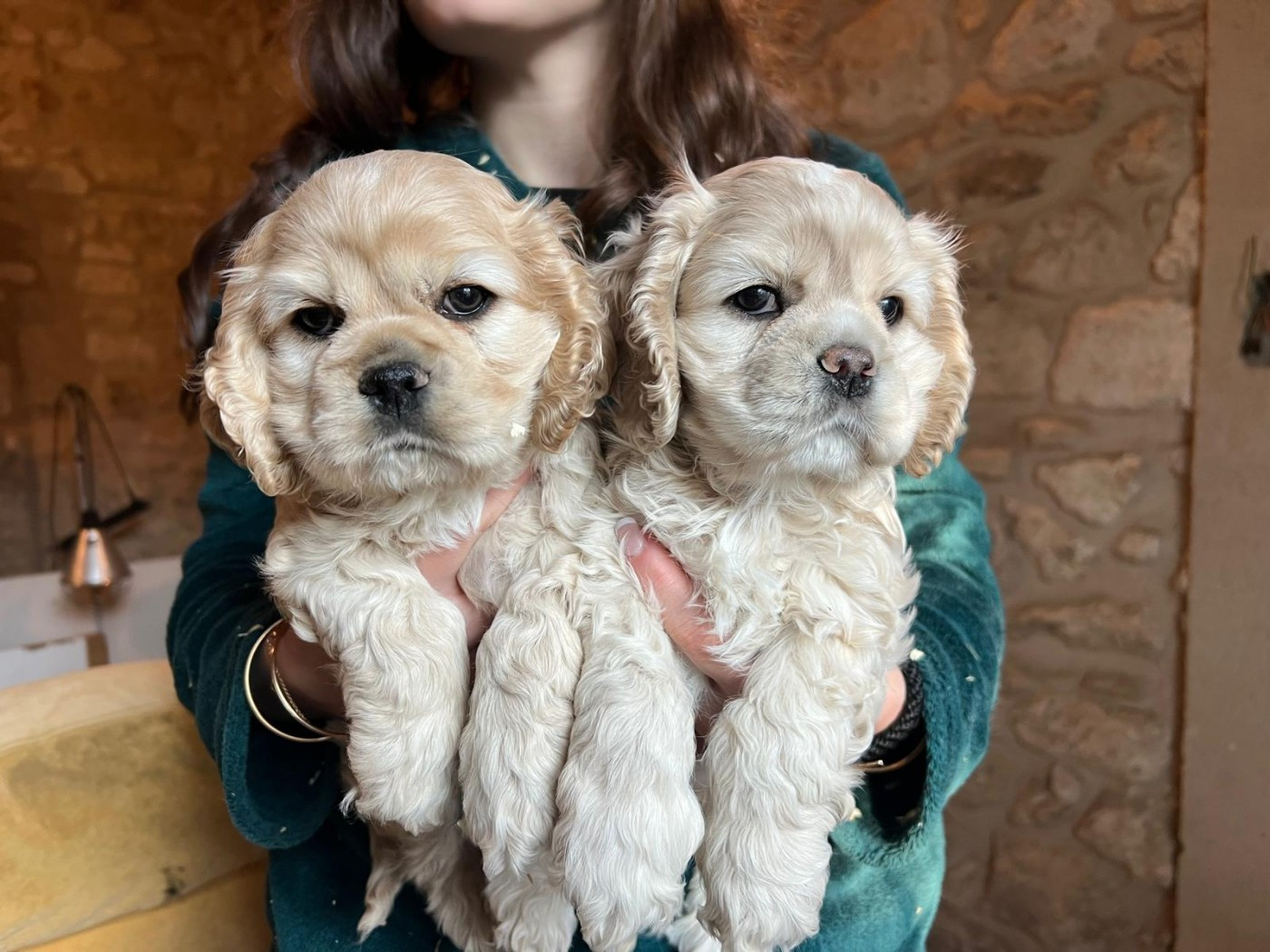 Chiot American Cocker Spaniel de l'Atoll de Suffren