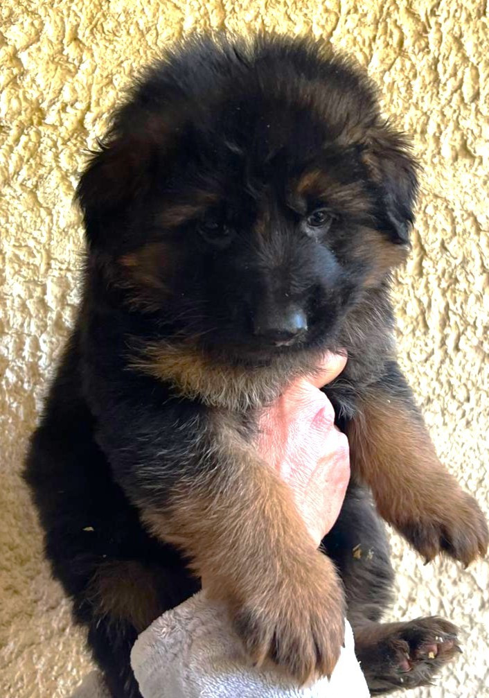 de l'Atoll de Suffren - Berger Allemand Poil Long - Portée née le 21/11/2025