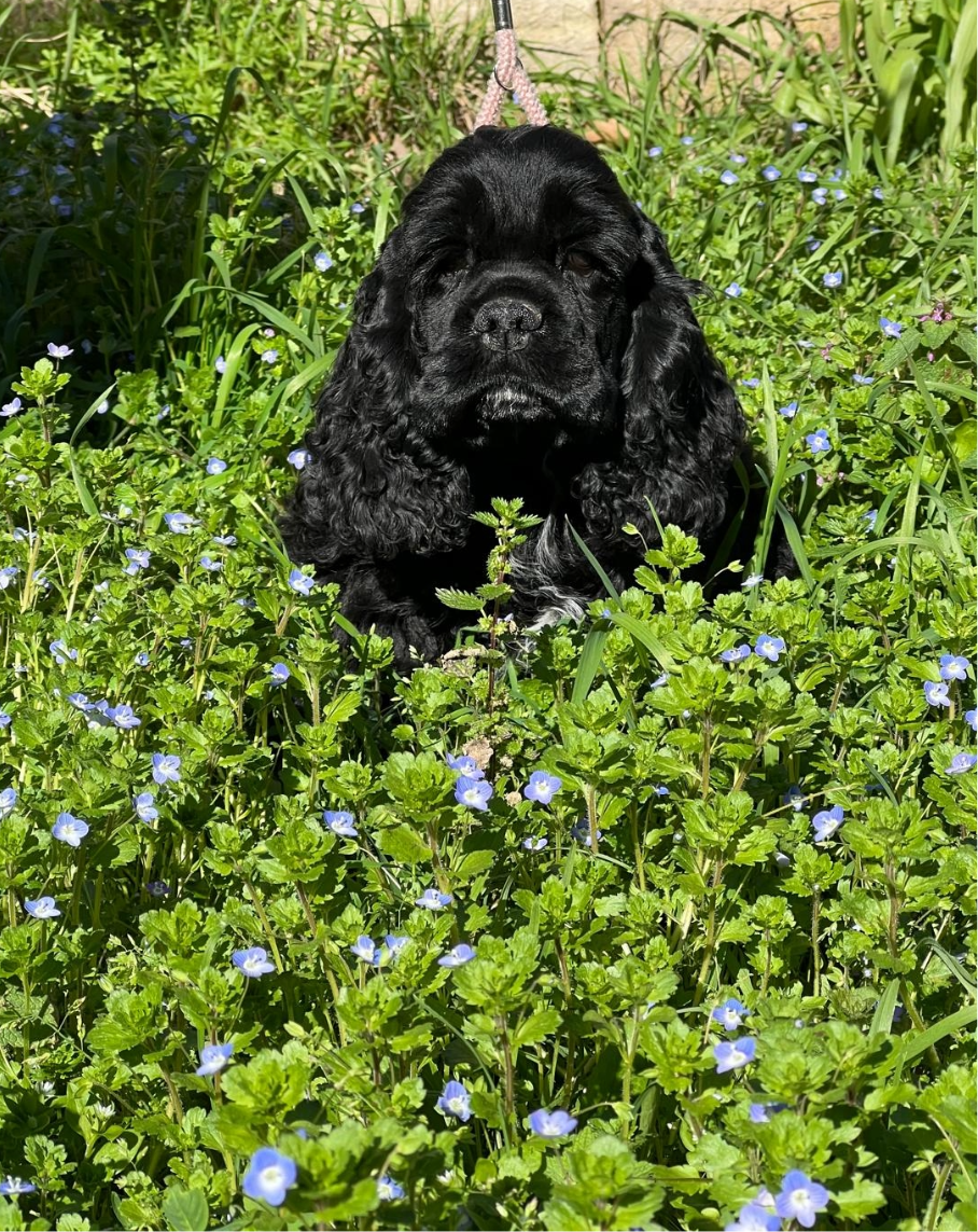 de l'Atoll de Suffren - Chiots disponibles - American Cocker Spaniel