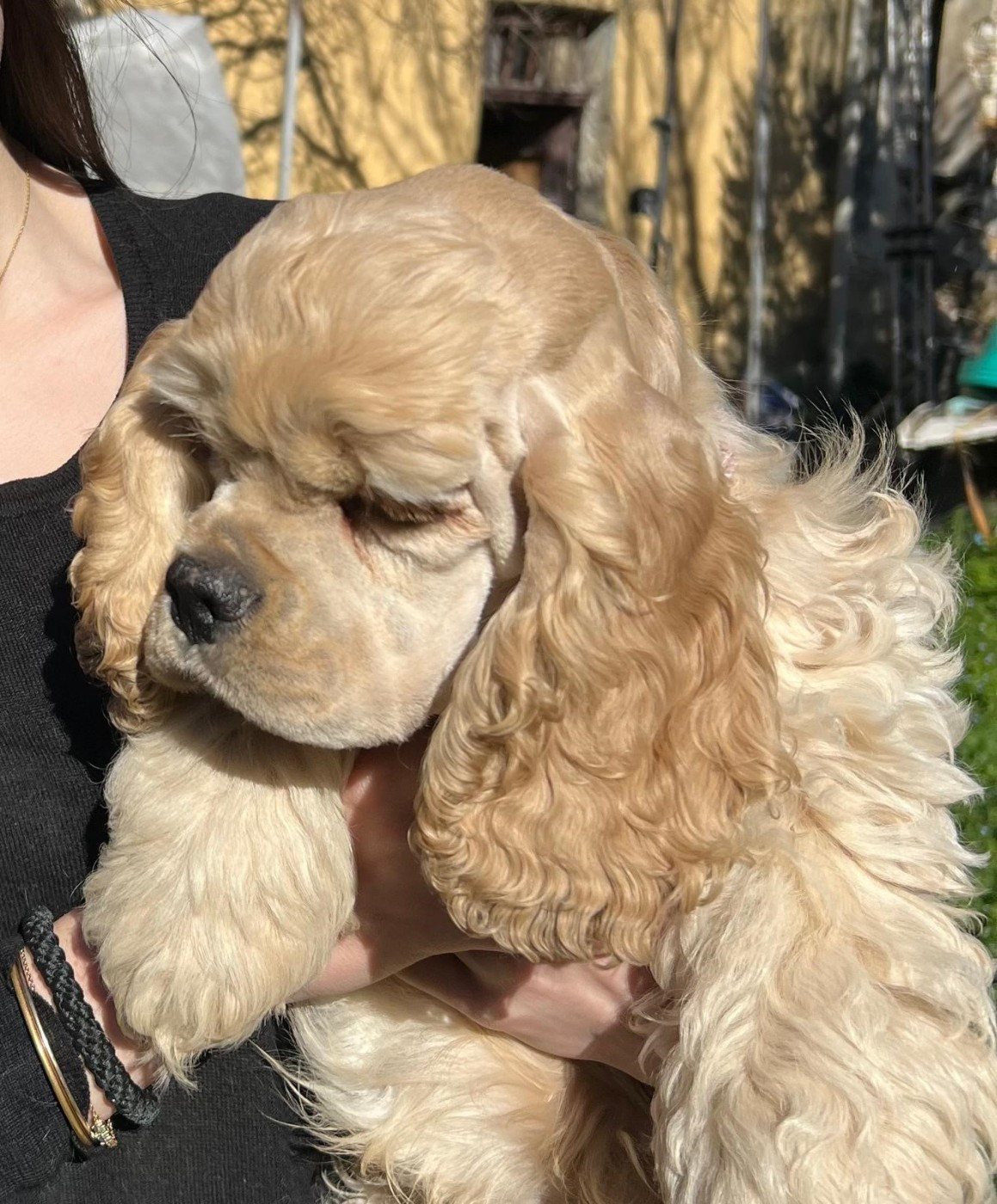 de l'Atoll de Suffren - Chiots disponibles - American Cocker Spaniel