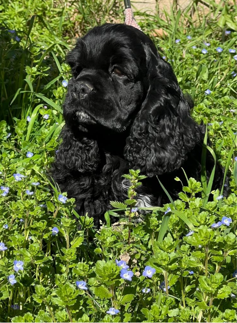 de l'Atoll de Suffren - Chiots disponibles - American Cocker Spaniel