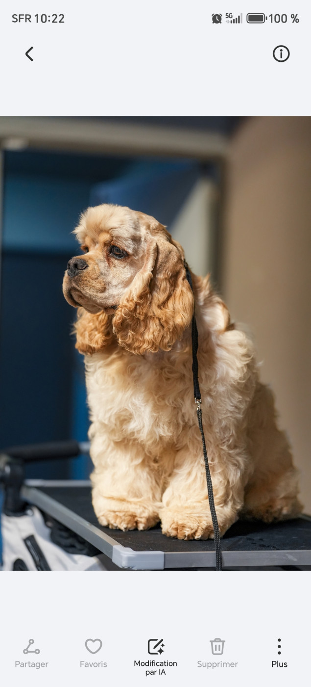 de l'Atoll de Suffren - Chiots disponibles - American Cocker Spaniel