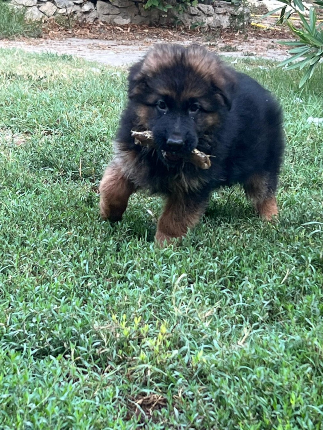 de l'Atoll de Suffren - Chiots disponibles - Berger Allemand Poil Long
