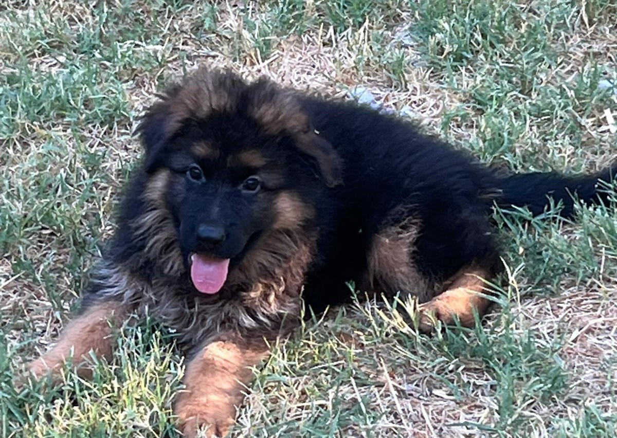 de l'Atoll de Suffren - Chiots disponibles - Berger Allemand Poil Long
