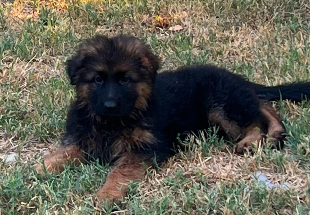de l'Atoll de Suffren - Chiots disponibles - Berger Allemand Poil Long