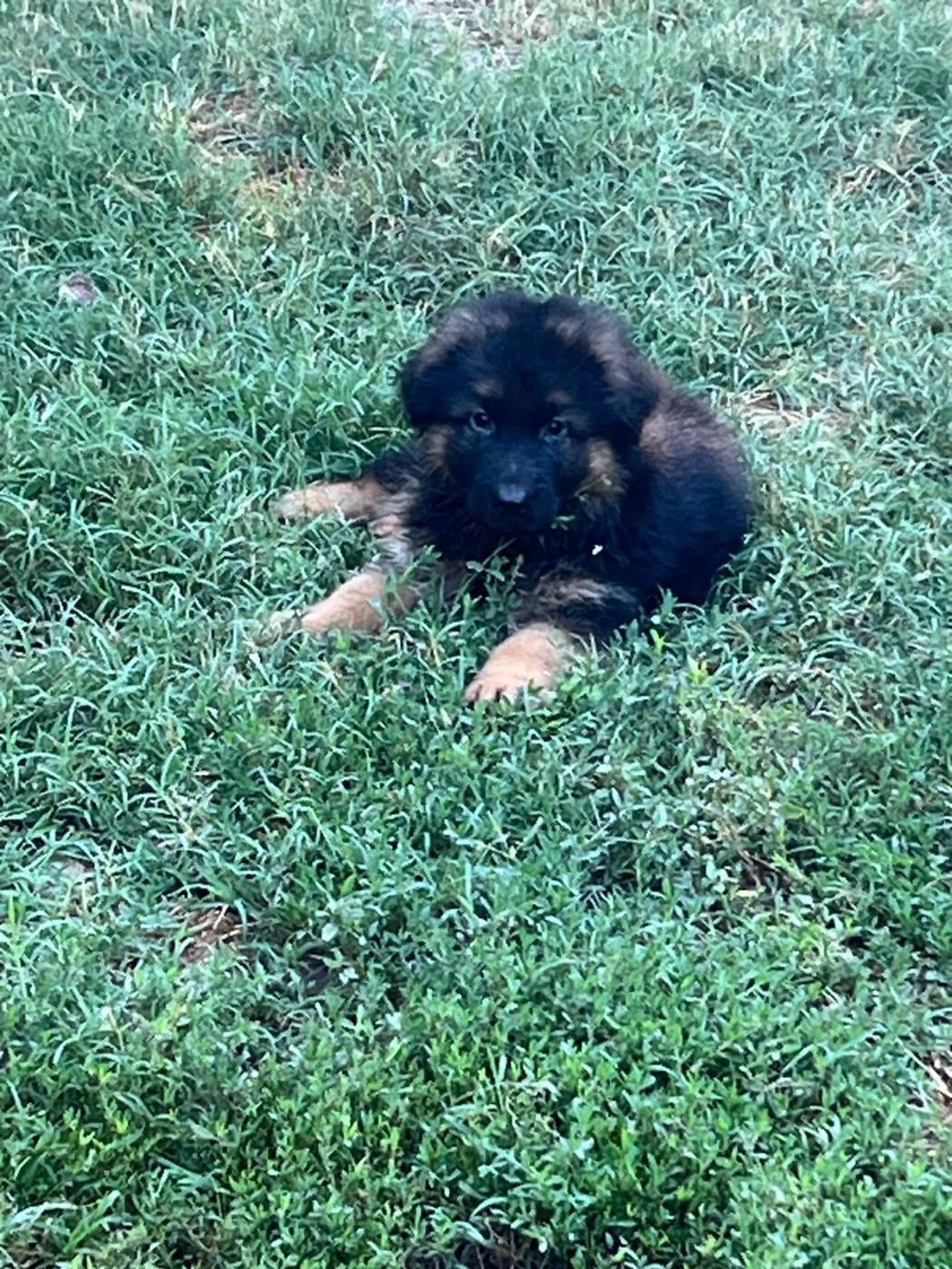de l'Atoll de Suffren - Chiots disponibles - Berger Allemand Poil Long