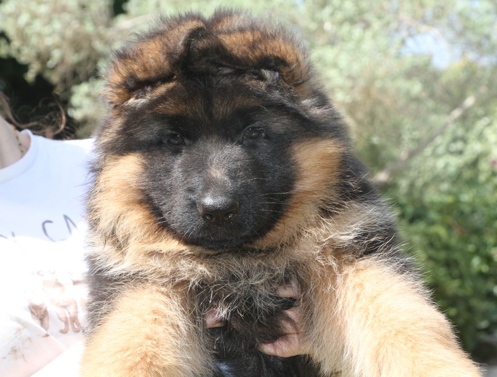 de l'Atoll de Suffren - Chiots disponibles - Berger Allemand Poil Long