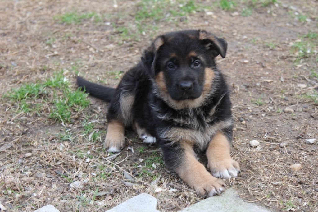 de l'Atoll de Suffren - Berger Allemand - Portée née le 02/12/2023