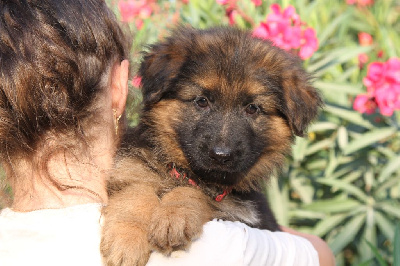 CHIOT femelle collier rouge