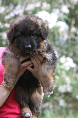 ATHOS