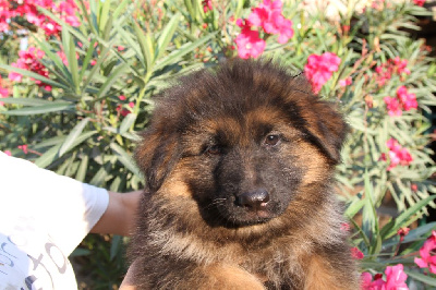 CHIOT femelle collier noir